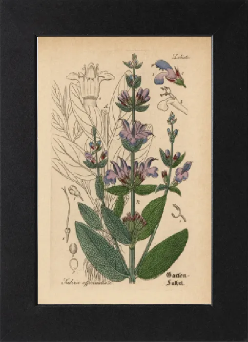 Gerahmter Druck : Gartensage, Salvia officinalis Gerahmter Druck : Gartensage, Salvia officinalis