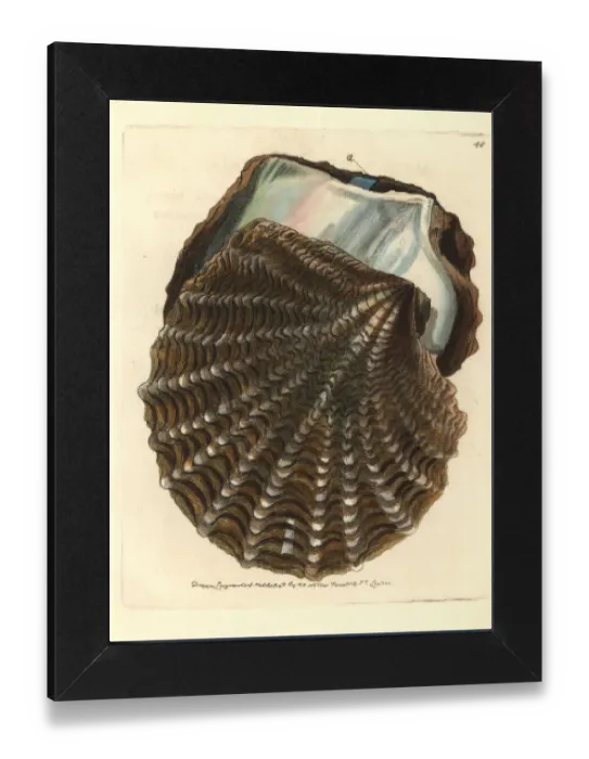 Gerahmter Druck : Schwarzlippenperlemuschnecke, Pinctada margaritifera Gerahmter Druck : Schwarzlippenperlemuschnecke, Pinctada margaritifera