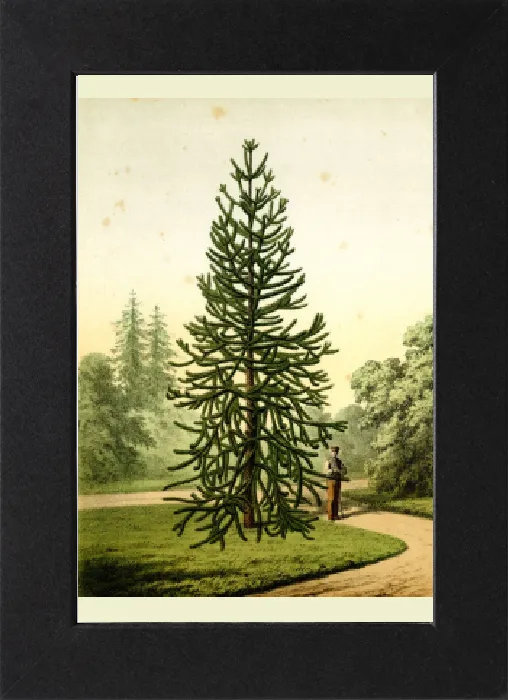 Gerahmter Druck : Monkibuchbaum, Araukarien imbricatum pavon Gerahmter Druck : Monkibuchbaum, Araukarien imbricatum pavon