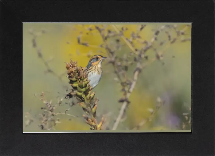 Gerahmter Druck : Bild Nr.: 11980703