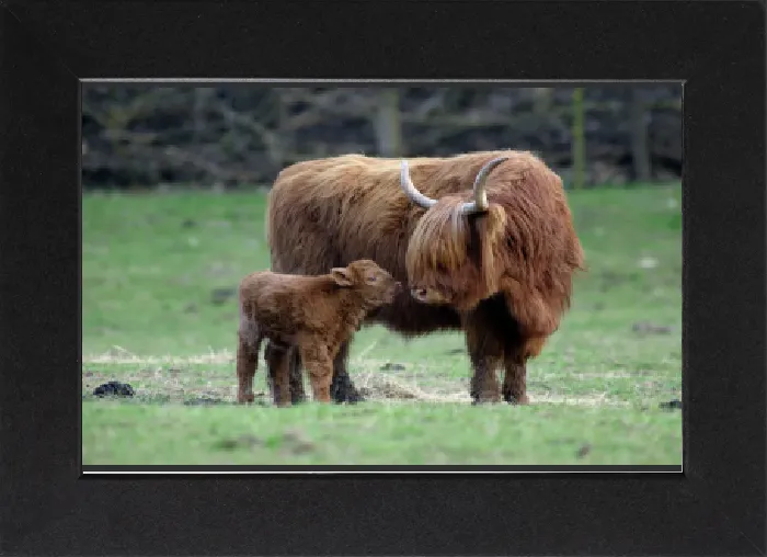 Gerahmter Druck : Hochlandrind mit Kalb - Das Kalb sucht Kontakt zur Mutterhinde auf dem Feld. Niedersachsen Deutschland Gerahmter Druck : Hochlandrind mit Kalb - Das Kalb sucht Kontakt zur Mutterhinde auf dem Feld. Niedersachsen Deutschland