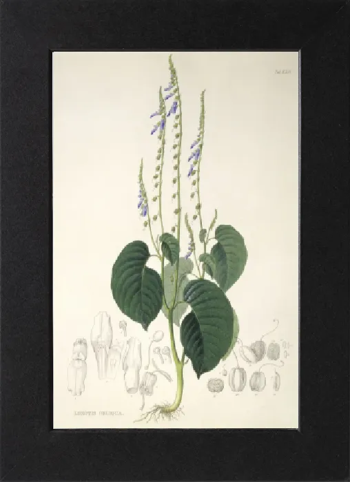 Gerahmter Druck : Rhynchoglossum obliquum, Kunstwerk C016 / 5646 Gerahmter Druck : Rhynchoglossum obliquum, Kunstwerk C016 / 5646