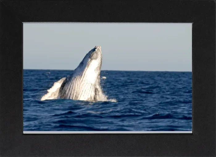 Gerahmter Druck : Wale Humpbackschwalbe (Megaptera novaeangliae), Île Sainte-Marie, Madagaskar, Indischer Ozean Gerahmter Druck : Wale Humpbackschwalbe (Megaptera novaeangliae), Île Sainte-Marie, Madagaskar, Indischer Ozean