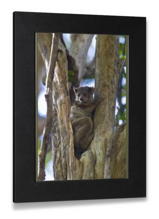 Gerahmter Druck : Microcebus ravelobensis, Goldenbraunmäuselemur, Nationales Naturreservat Ankafantsika Gerahmter Druck : Microcebus ravelobensis, Goldenbraunmäuselemur, Nationales Naturreservat Ankafantsika