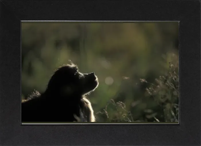 Gerahmter Druck : Südafrika, Pilanesburger Nationalpark, Graubabua (Papio ursinus), im hohen Gras Gerahmter Druck : Südafrika, Pilanesburger Nationalpark, Graubabua (Papio ursinus), im hohen Gras