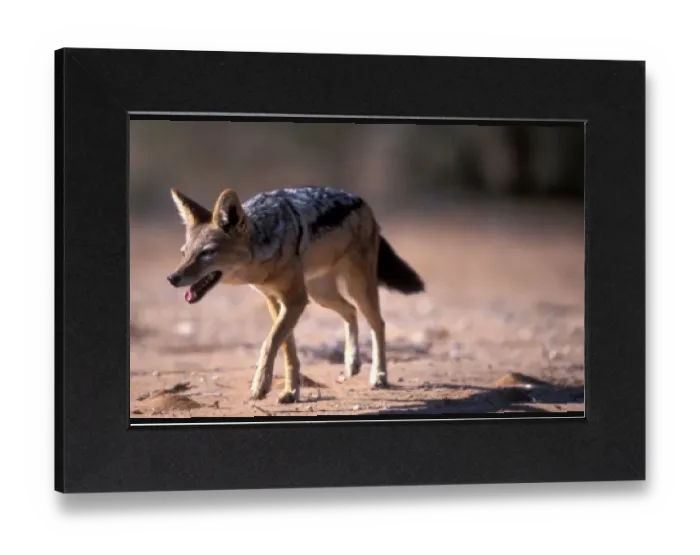 Gerahmter Druck : Südafrika, Kgalagaditransfonteiner Nationalpark, Schwarzbäckiger Wolfspitz (Canis mesomelas) Gerahmter Druck : Südafrika, Kgalagaditransfonteiner Nationalpark, Schwarzbäckiger Wolfspitz (Canis mesomelas)