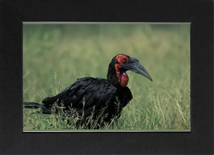 Gerahmter Druck : Südafrika, Kruger-Nationalpark, Südlicher Grundhornschwanzschnabel (Bucorvus cafer), geht Gerahmter Druck : Südafrika, Kruger-Nationalpark, Südlicher Grundhornschwanzschnabel (Bucorvus cafer), geht