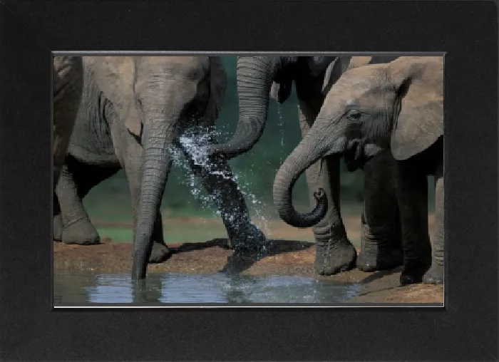 Gerahmter Druck : Südafrika, Addo-Elefanten-Nationalpark, eine Herde der Loxodonta africana trinkt Gerahmter Druck : Südafrika, Addo-Elefanten-Nationalpark, eine Herde der Loxodonta africana trinkt