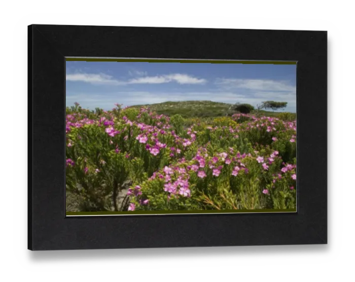 Gerahmter Druck : Südafrika, Naturschutzgebiet Tafelberg, Blumen blühen auf Fynnbusvegetation Gerahmter Druck : Südafrika, Naturschutzgebiet Tafelberg, Blumen blühen auf Fynnbusvegetation