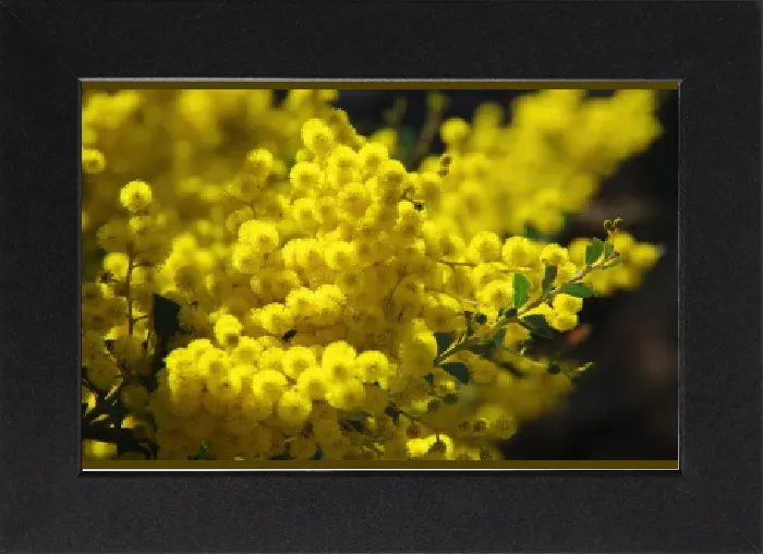 Gerahmter Druck : Goldener Wattleschmetterling im Blütenstand