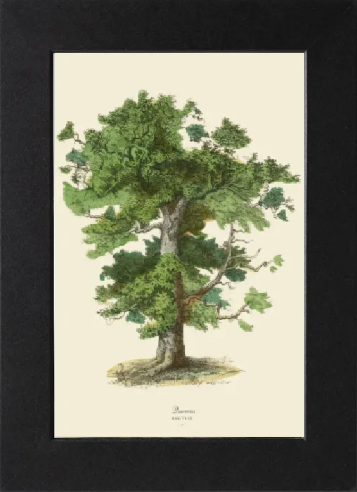 Gerahmter Druck : Eichebaum oder Quercus, Viktorianische Pflanzenillustration Gerahmter Druck : Eichebaum oder Quercus, Viktorianische Pflanzenillustration