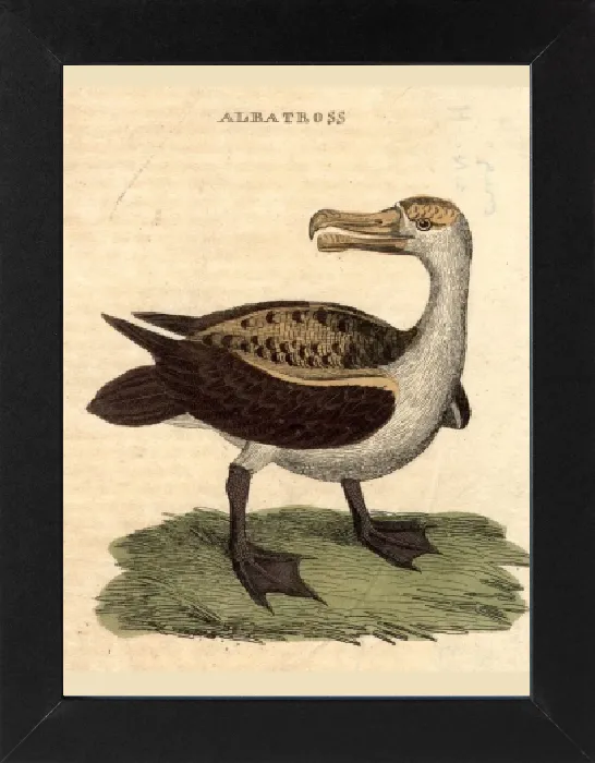 Gerahmter Druck : Der Albatros Gerahmter Druck : Der Albatros