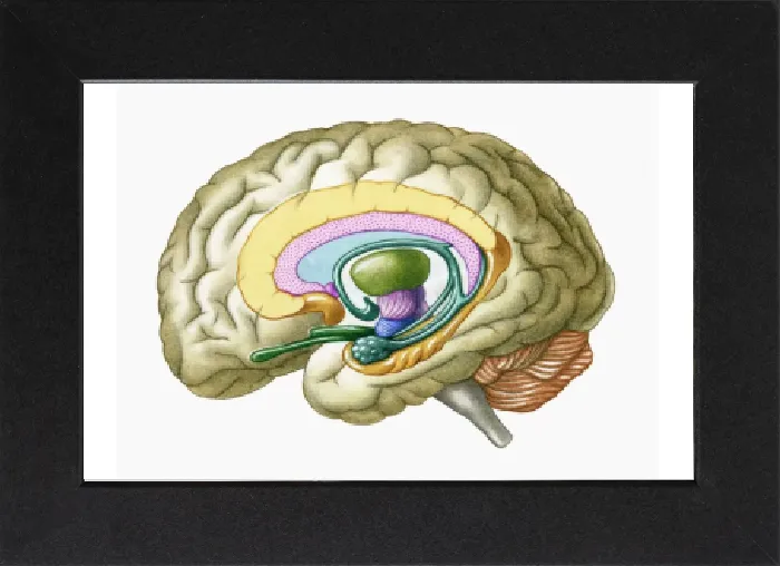 Gerahmter Druck : Illustration der Kreuzschneideseite des menschlichen Gehirns mit Abbildung von Limbsystem und primitiver Vorhirschen Gerahmter Druck : Illustration der Kreuzschneideseite des menschlichen Gehirns mit Abbildung von Limbsystem und primitiver Vorhirschen
