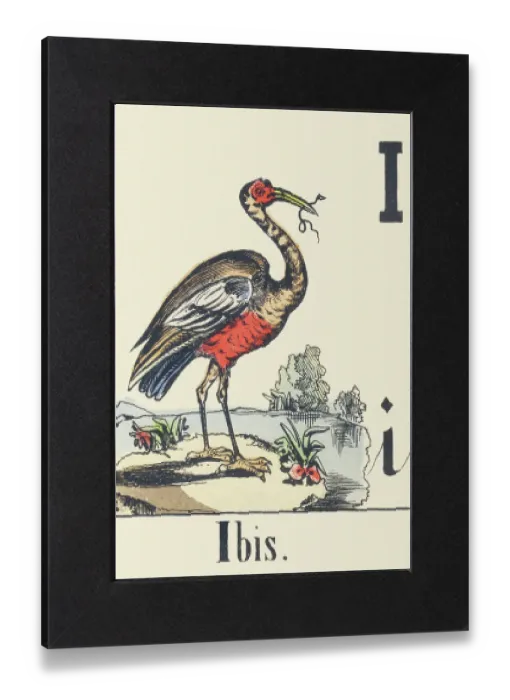 Gerahmter Druck : Ich: Ibis, c1880-1900 (Illustration) Gerahmter Druck : Ich: Ibis, c1880-1900 (Illustration)