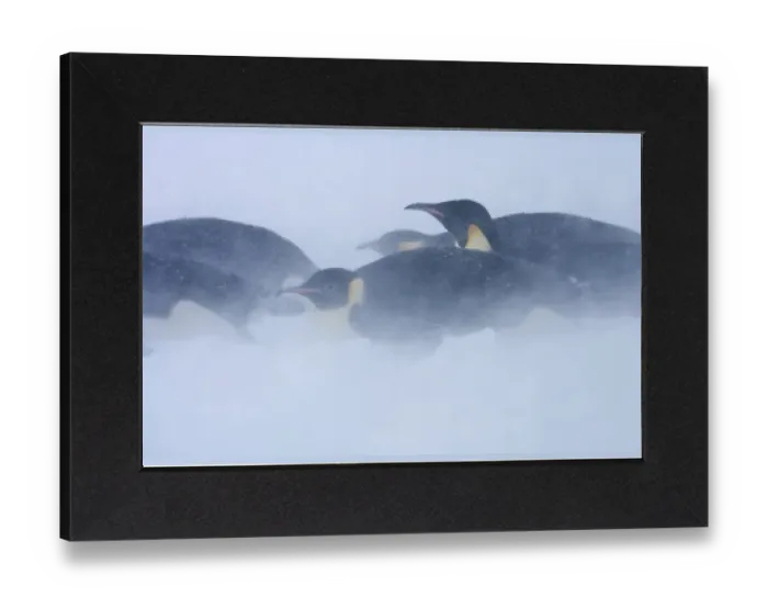 Gerahmter Druck : Kaiserpinguine (Aptenodytes forsteri) erleben Sturm nahe der Kolonie auf Snow Hill Insel im Weddell Meer Gerahmter Druck : Kaiserpinguine (Aptenodytes forsteri) erleben Sturm nahe der Kolonie auf Snow Hill Insel im Weddell Meer