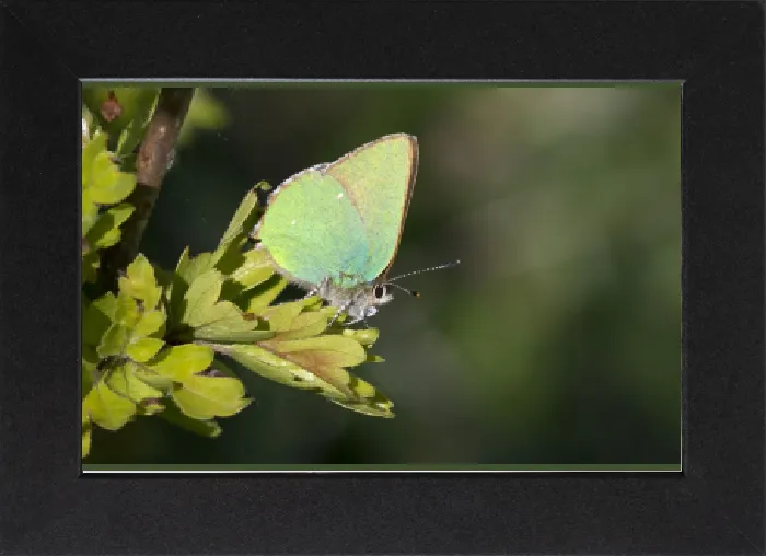Gerahmter Druck : Grüner Haarstreifen-Schmetterling (Callophrys rubi), auf Efeublatt in Wiltshire, England, Großbritannien Gerahmter Druck : Grüner Haarstreifen-Schmetterling (Callophrys rubi), auf Efeublatt in Wiltshire, England, Großbritannien