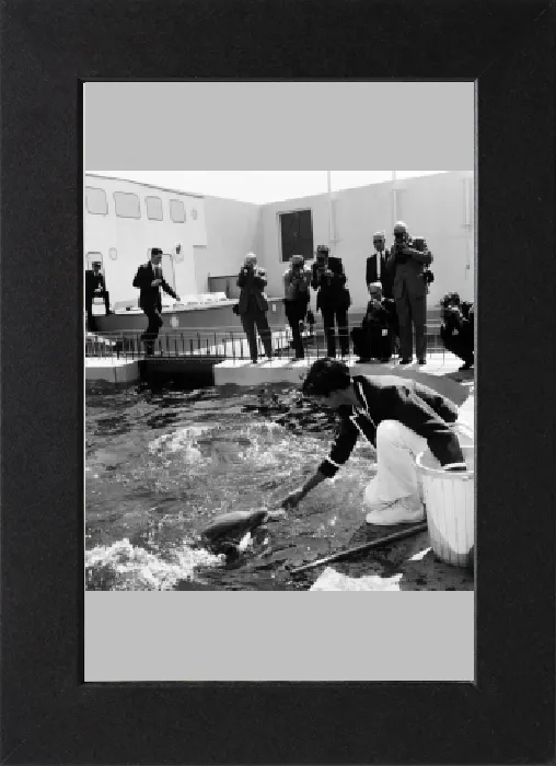 Gerahmter Druck : Die Delphine im Marineland von Morecambe waren heute zu sehen und arbeiteten mit ihren Gerahmter Druck : Die Delphine im Marineland von Morecambe waren heute zu sehen und arbeiteten mit ihren