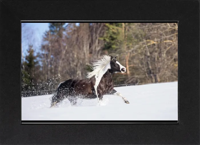 Gerahmter Druck : American Paint Pferd. Piebald Stute galoppiert in Schnee. Österreich. Gerahmter Druck : American Paint Pferd. Piebald Stute galoppiert in Schnee. Österreich.