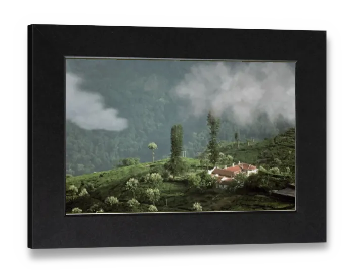 Gerahmter Druck : Teeschatten, Coonoor, Nilgiri Gerahmter Druck : Teeschatten, Coonoor, Nilgiri
