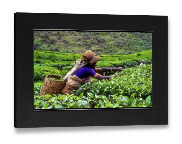 Gerahmter Druck : Teepicker im Rajamalai-Plantationsgebiet von Munnar Gerahmter Druck : Teepicker im Rajamalai-Plantationsgebiet von Munnar
