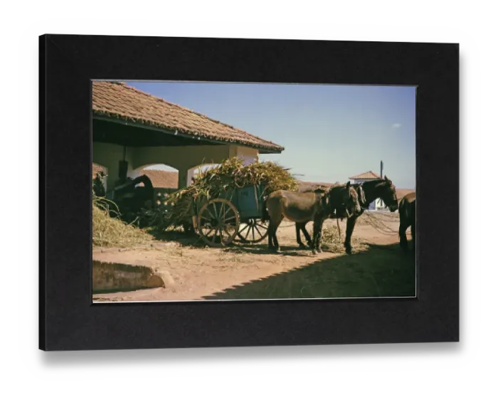 Gerahmter Druck : Zuckerrohr und feine Gräser auf einem Wagen für Viehfutter, Fazenda Sant Anna, Campinas, Brasilien, Südamerika 1962.