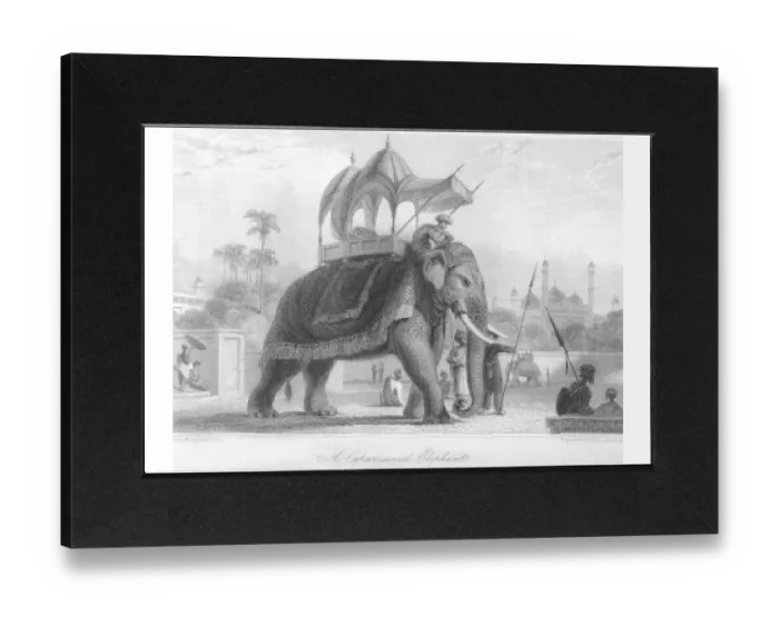 Gerahmter Druck : Caparis oned Elephant, Indien, Asien Gerahmter Druck : Caparis oned Elephant, Indien, Asien