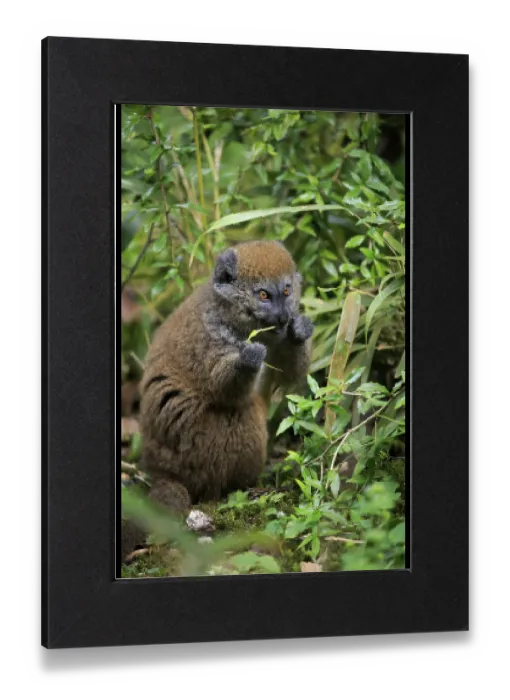 Gerahmter Druck : Lac Alaotra-Bambuslemur (Hapalemur alaotrensis) Gerahmter Druck : Lac Alaotra-Bambuslemur (Hapalemur alaotrensis)