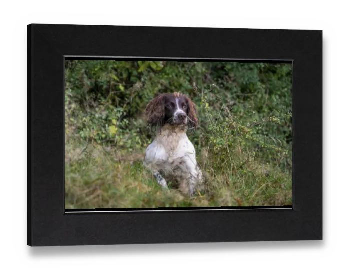 Gerahmter Druck : Jagdhund, Springer-Spaniel, Vulkaneifel Gerahmter Druck : Jagdhund, Springer-Spaniel, Vulkaneifel