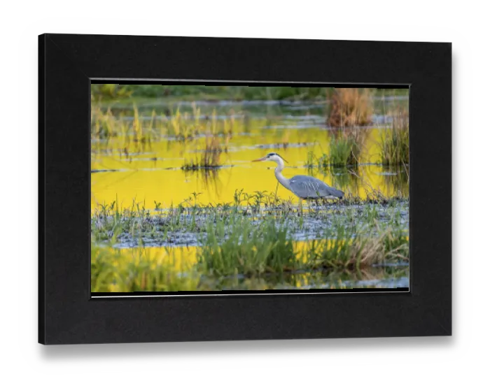 Gerahmter Druck : Graureiher (Ardea cinerea), Vulkanische Eifel. Gerahmter Druck : Graureiher (Ardea cinerea), Vulkanische Eifel.