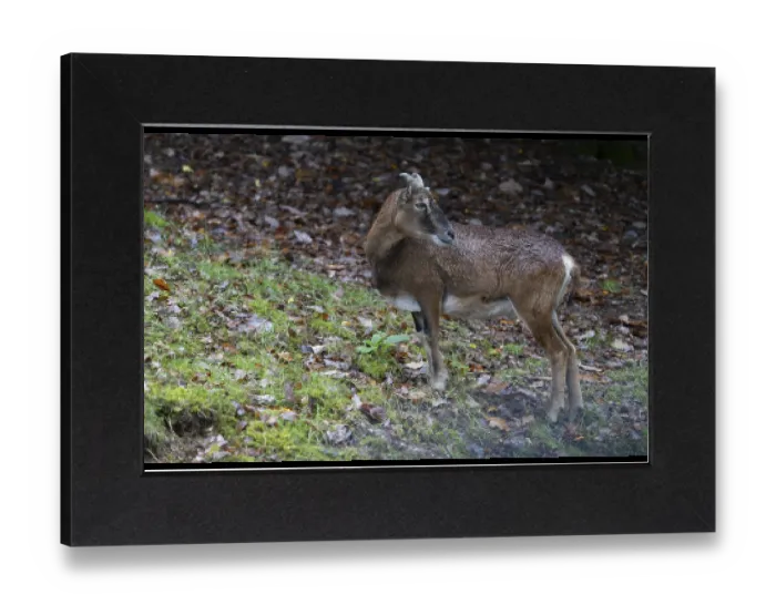 Gerahmter Druck : Mouflon (Ovis gmelini), männlich, Vulkaneifel