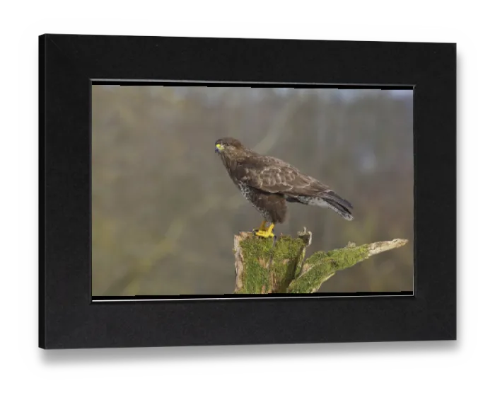 Gerahmter Druck : Steppebussard (Buteo buteo) erwachsener Vogel steht auf einem mit Moos überzogenen Baumstumpf. Gerahmter Druck : Steppebussard (Buteo buteo) erwachsener Vogel steht auf einem mit Moos überzogenen Baumstumpf.