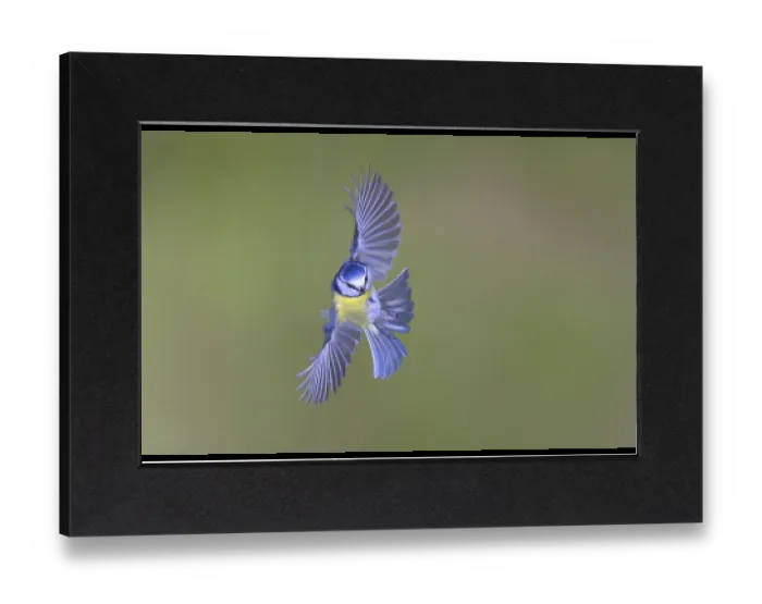 Gerahmter Druck : Blauhäher (Parus caeruleus) in Flug. Gerahmter Druck : Blauhäher (Parus caeruleus) in Flug.