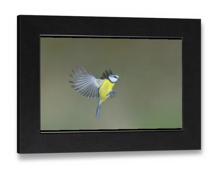 Gerahmter Druck : Blauhäher (Parus caeruleus) in Flug. Gerahmter Druck : Blauhäher (Parus caeruleus) in Flug.