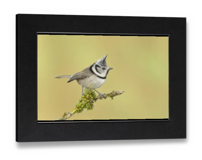 Gerahmter Druck : Kronenkuckuck (Lophophanes cristatus) Gerahmter Druck : Kronenkuckuck (Lophophanes cristatus)