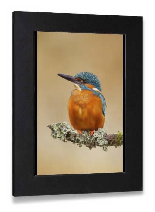Gerahmter Druck : Königstern (Alcedo atthis), männlicher Vogel auf einem Ast. Gerahmter Druck : Königstern (Alcedo atthis), männlicher Vogel auf einem Ast.
