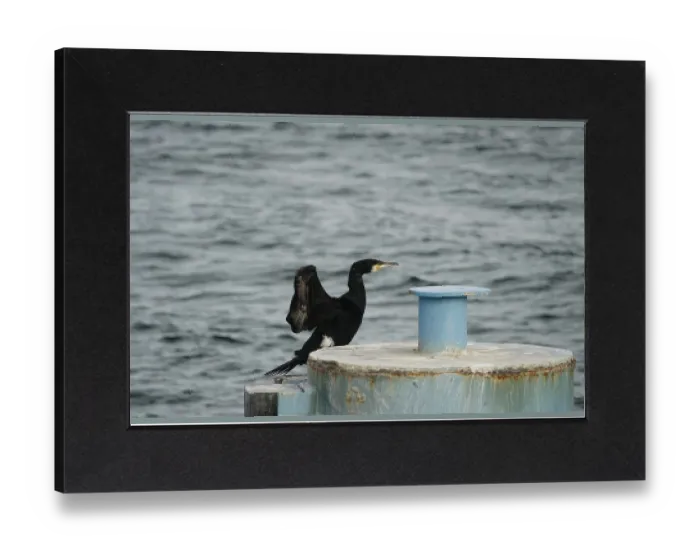 Gerahmter Druck : Großer Trauerseeadler (Phalacrocorax carbo) Gerahmter Druck : Großer Trauerseeadler (Phalacrocorax carbo)
