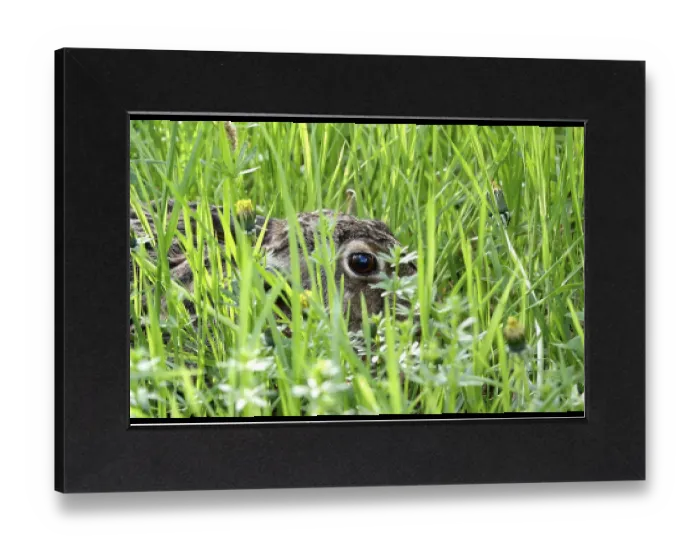 Gerahmter Druck : Hase im Gras, Frühling, Deutschland, Europa. Gerahmter Druck : Hase im Gras, Frühling, Deutschland, Europa.