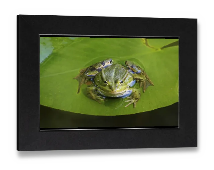 Gerahmter Druck : Frosch in einer Wasserlilien-Teich, Juni, Deutschland, Europa.