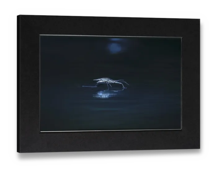 Gerahmter Druck : Insekt Wasserspringer (Gerridae) an einem Fluss. Gerahmter Druck : Insekt Wasserspringer (Gerridae) an einem Fluss.