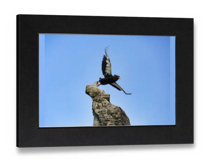 Gerahmter Druck : Bateleur, gefangen, Schlangenadler. Gerahmter Druck : Bateleur, gefangen, Schlangenadler.
