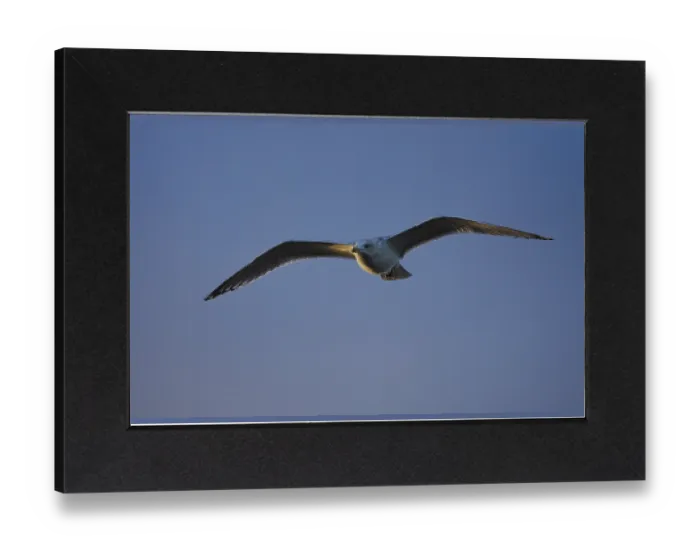 Gerahmter Druck : Fluggänse (Larinae), Brouwersdam Gerahmter Druck : Fluggänse (Larinae), Brouwersdam
