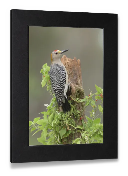 Gerahmter Druck : Goldkopf-Specht (Melanerpes aurifrons) männlich auf einem alten Stumpf sitzend. Gerahmter Druck : Goldkopf-Specht (Melanerpes aurifrons) männlich auf einem alten Stumpf sitzend.