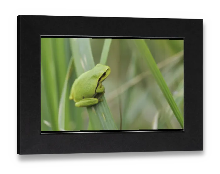 Gerahmter Druck : Europäischer Laubfrosch (Hyla arborea) Gerahmter Druck : Europäischer Laubfrosch (Hyla arborea)