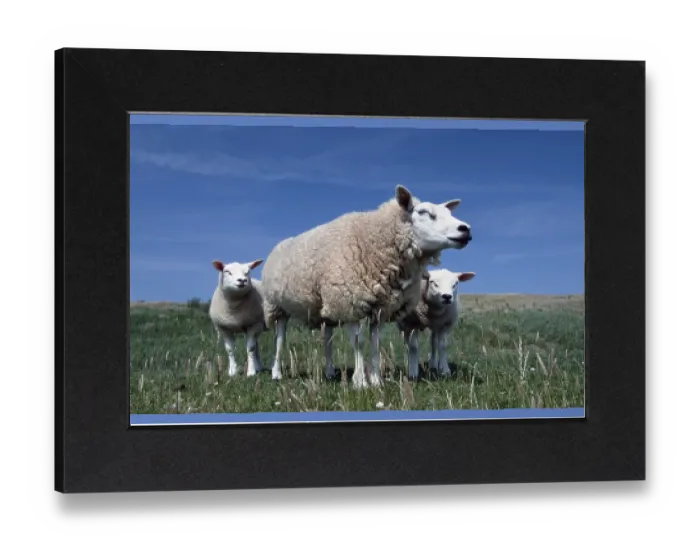 Gerahmter Druck : Texelschafe mit Lämmern, Texel, Niederlande. Gerahmter Druck : Texelschafe mit Lämmern, Texel, Niederlande.