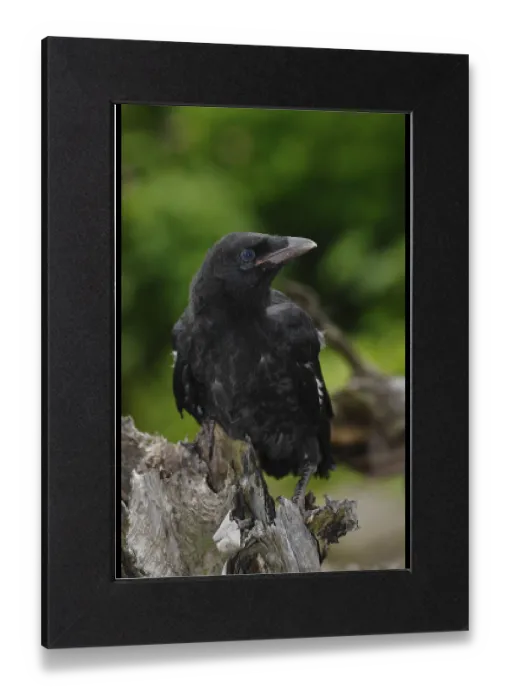 Gerahmter Druck : Korvochen (Corvus corone corone), Jungvogel. Gerahmter Druck : Korvochen (Corvus corone corone), Jungvogel.