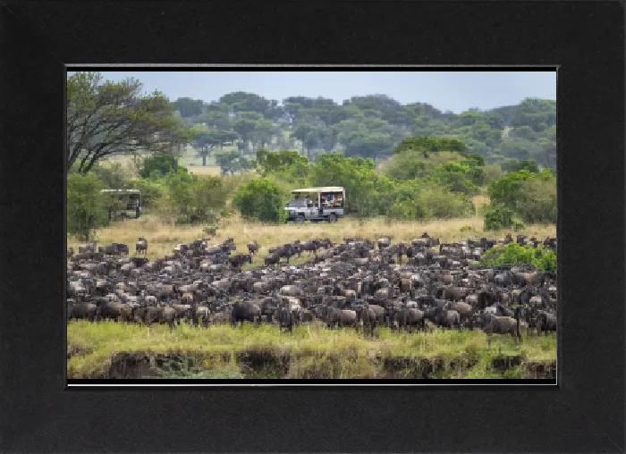 Gerahmter Druck : Wildebeest (Connochaetes taurinus), große Herde wandert über die Mara River, Serengeti Nationalpark, Tansania Gerahmter Druck : Wildebeest (Connochaetes taurinus), große Herde wandert über die Mara River, Serengeti Nationalpark, Tansania