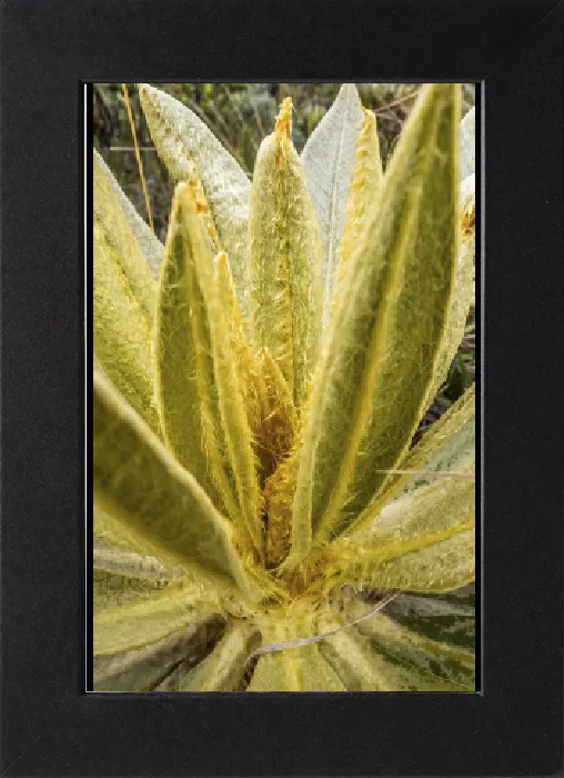 Gerahmter Druck : Espeletia Pycnophylla, Paramo de Gabriel Lopez Gerahmter Druck : Espeletia Pycnophylla, Paramo de Gabriel Lopez