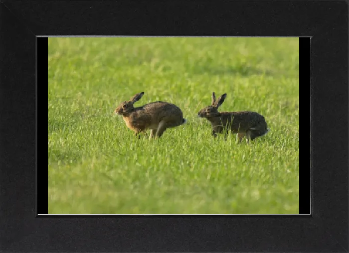 Gerahmter Druck : Europäischer Hase (Lepus europaeus), zwei Hasen laufen über eine grüne Wiese. Gerahmter Druck : Europäischer Hase (Lepus europaeus), zwei Hasen laufen über eine grüne Wiese.