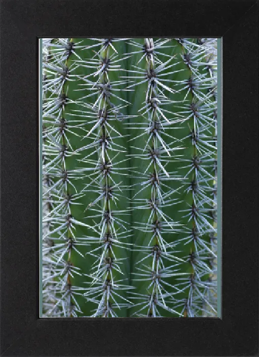 Gerahmter Druck : Mexikanischer Kardonnuss (Pachycereus pringlei) Gerahmter Druck : Mexikanischer Kardonnuss (Pachycereus pringlei)