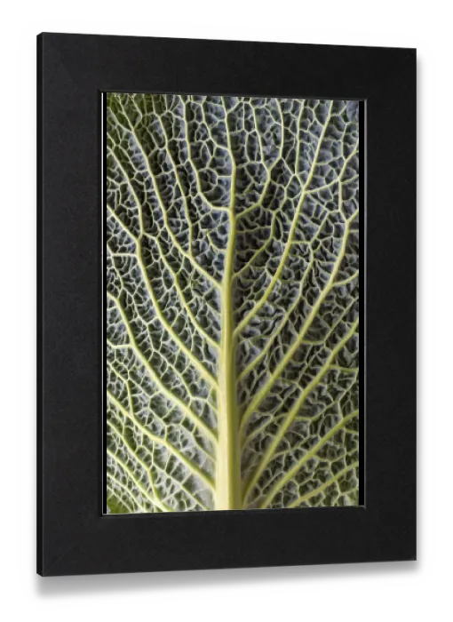 Gerahmter Druck : Blattstruktur einer Gemüse-Kohl (Brassica oleracea var) Gerahmter Druck : Blattstruktur einer Gemüse-Kohl (Brassica oleracea var)